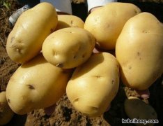 陕北洋芋产地价格多少 陕北洋芋批发价