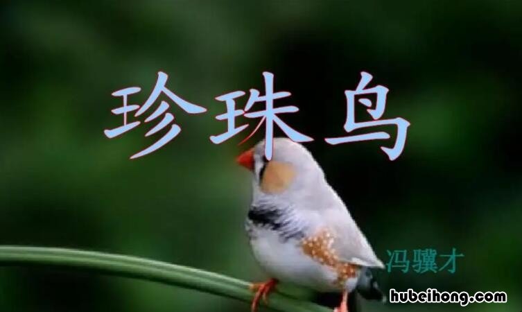 《珍珠鸟》主要内容是什么意思呀怎么写 《珍珠鸟》主要内容是什么意思呀作文