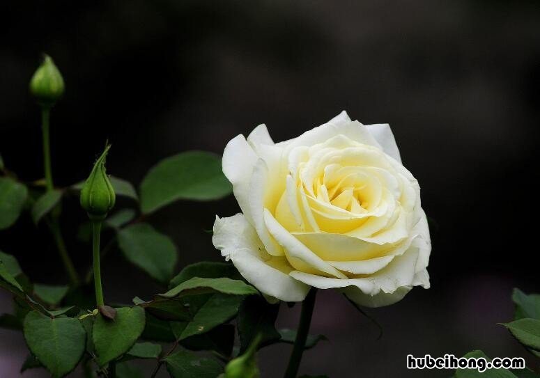 月季花品类 月季花十大经典品种