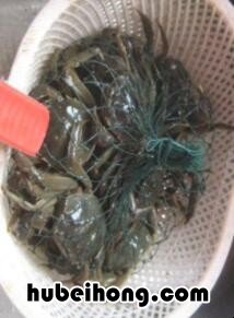 清蒸螃蟹的做法视频教程 清蒸螃蟹的做法视频