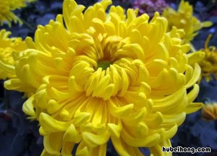 古诗《秋菊》 秋菊的诗句古诗大全