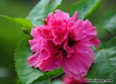 木本花期长易养的花是哪些花 木本花期长易养的花是哪些品种