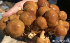 滑子蘑需要焯多久 滑子蘑必须焯水多久