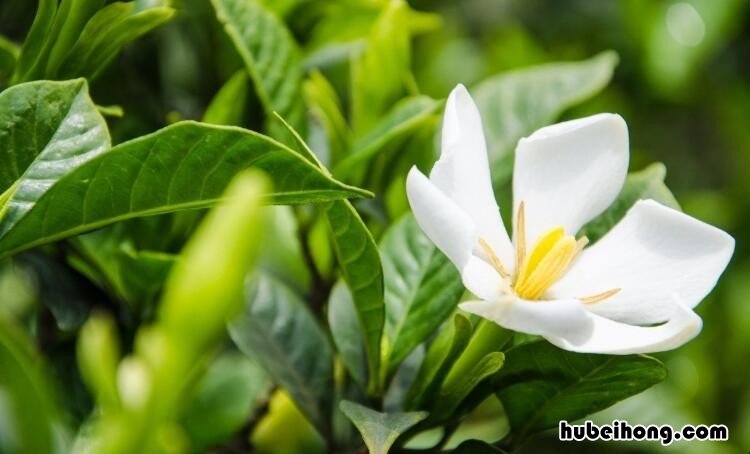 栀子花长虫子用什么药治疗 栀子花长虫子用什么药