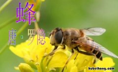 《蜂》属于什么类型的诗歌 《蜂》属于什么类型的诗词
