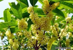 桂花树什么时候栽成活率高 桂花树什么时候栽比较好