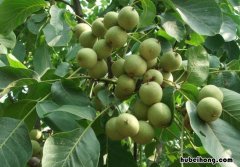 核桃树什么时候种植成活率高 核桃树什么时候种植比较合适