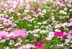 格桑花长什么样 格桑花适合什么季节种植