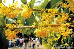 桂花如何保存 桂花怎么做