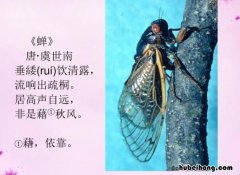 蝉古诗全诗 蝉的原诗