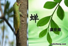 蝉这首诗的古诗意思 蝉古诗的诗意是什么
