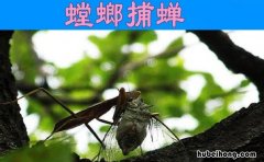 螳螂捕蝉文言翻译 螳螂捕蝉文言文翻译及注释及启示