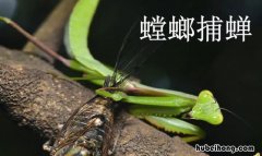 《螳螂捕蝉》读后感怎么写三年级作文 螳螂捕蛇读后感