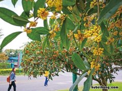 桂花树不长新叶怎么办 桂花树十大禁忌