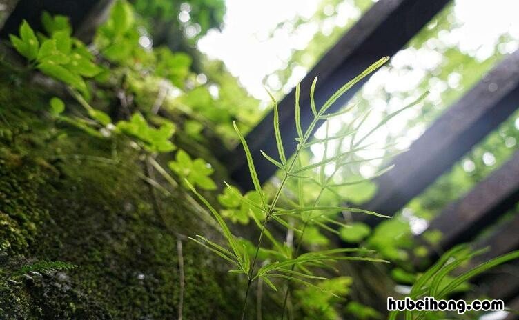 梅子黄时是什么季节的短视频 梅子是什么季节成熟的