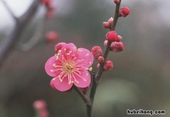 梅花什么时间修剪 梅花什么时候修剪好