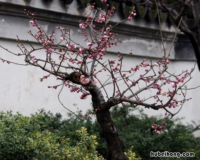 梅花种子种植方法是什么呢 梅花种子怎么种植方法