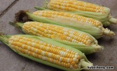 鲜玉米是寒性的食物吗 鲜玉米属于什么类