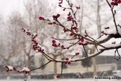 雪梅古诗的诗意是什么意思 《雪梅》的古诗意思是什么