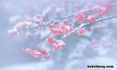 雪梅这首诗的作者叫什么名字 古诗《雪梅》的作者叫什么