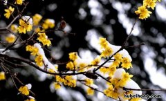其二 雪梅其二全诗 雪梅二首