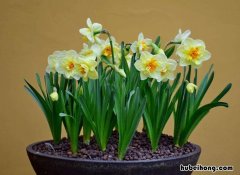 水仙花种子如何种植方法图片视频 水仙花种子如何种植方法图片欣赏