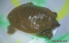三种人不能吃甲鱼 吃甲鱼的禁忌