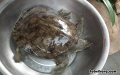 甲鱼死了可不可以吃吗 甲鱼死了以后可以吃吗