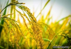 水稻秧苗怎么管理提高分蘖率 水稻秧苗怎么管理提高分蘖率的方法