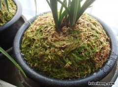 能用水苔种植的花有哪些呢 水苔可以用来种哪些植物
