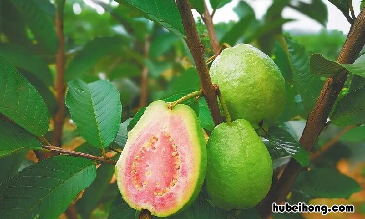 番石榴是热性还是凉性水果适合老年人吗 番石榴的功效与作用