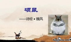 硕鼠诗经魏风的意思 魏风·硕鼠拼音