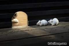 死老鼠臭味有毒吗 死老鼠臭味是什么味