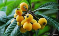 江苏地区适合种植什么水果 江苏地区适合种什么水果树