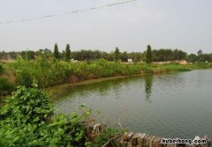 池塘去油墨水用什么药 池塘油污怎么清理