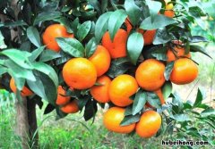 沃柑与茂谷柑有什么区别 沃柑与茂谷柑有什么区别图片