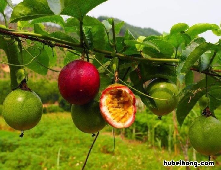 百香果是什么科植物 百香果是什么植物