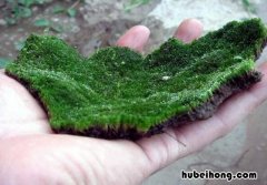 水管里有绿苔是什么原因 水管里生绿苔怎么办