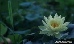 仓央嘉措一花一世界,一叶一追寻 一花一世界 一叶一菩提!