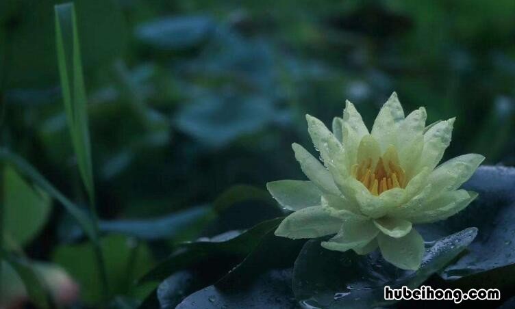 仓央嘉措一花一世界,一叶一追寻 一花一世界 一叶一菩提!