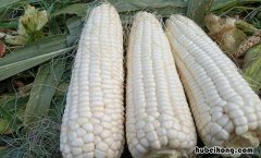 糯玉米热量高吗?减肥可以吃吗 甜玉米跟糯玉米哪个适合减肥