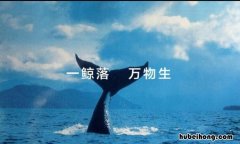 为何一鲸落万物生 为什么有一鲸落万物生的说法