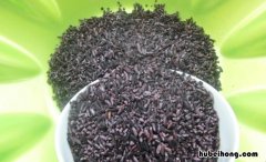 紫糯米和黑米哪个好 紫米黑米紫糯米黑糯米的区别