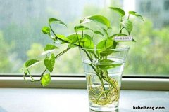 浴室适合放什么盆栽花 浴室适合放什么绿植