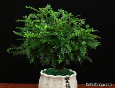 清香木能不能放卧室 清香木能放卧室养吗