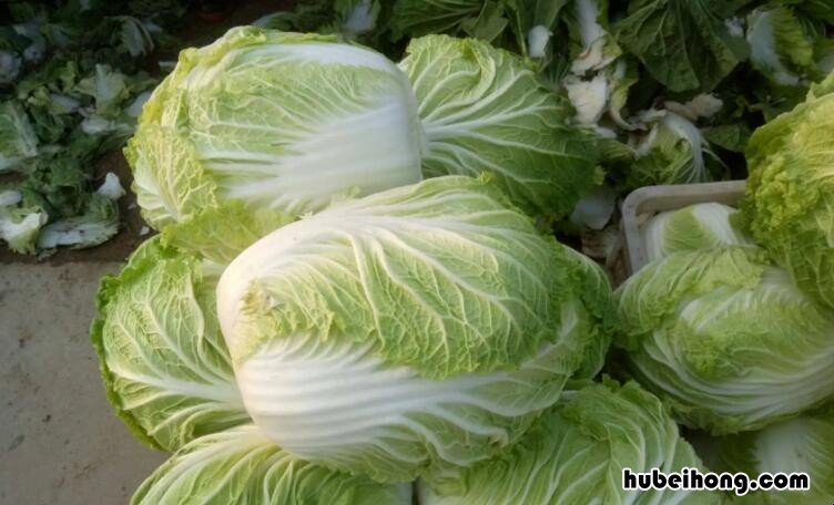 绍菜是不是白菜 绍菜的学名是什么