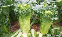 绍菜是不是白菜 绍菜的学名是什么