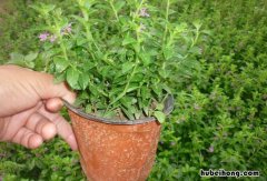 满天星室内好养活吗 满天星能室内种植吗
