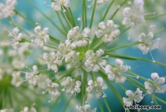 365天开花不断的花卉 满天星一年开几次花