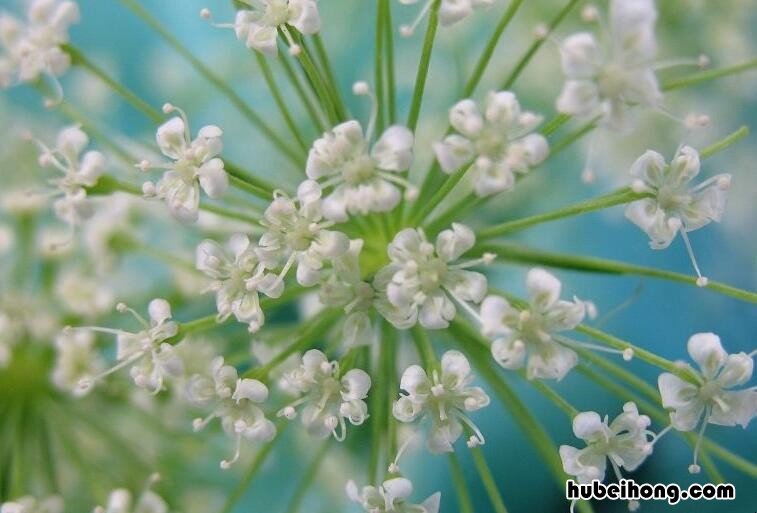 365天开花不断的花卉 满天星一年开几次花